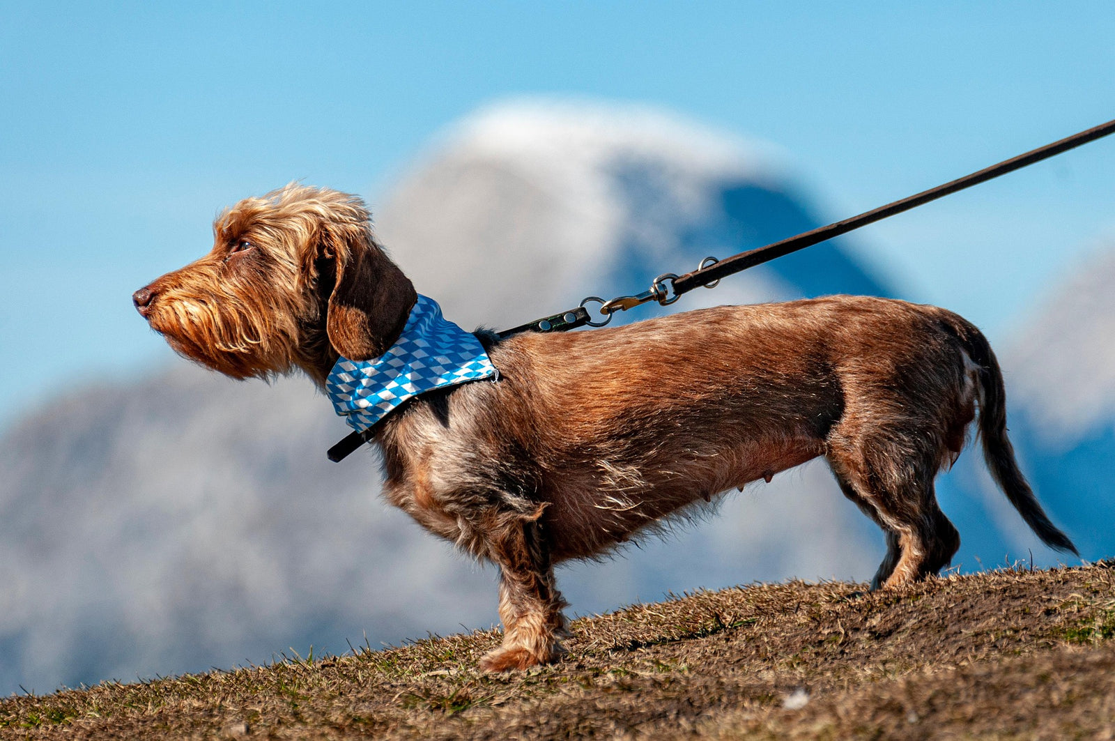 El compañero perfecto para tu perro 🐶